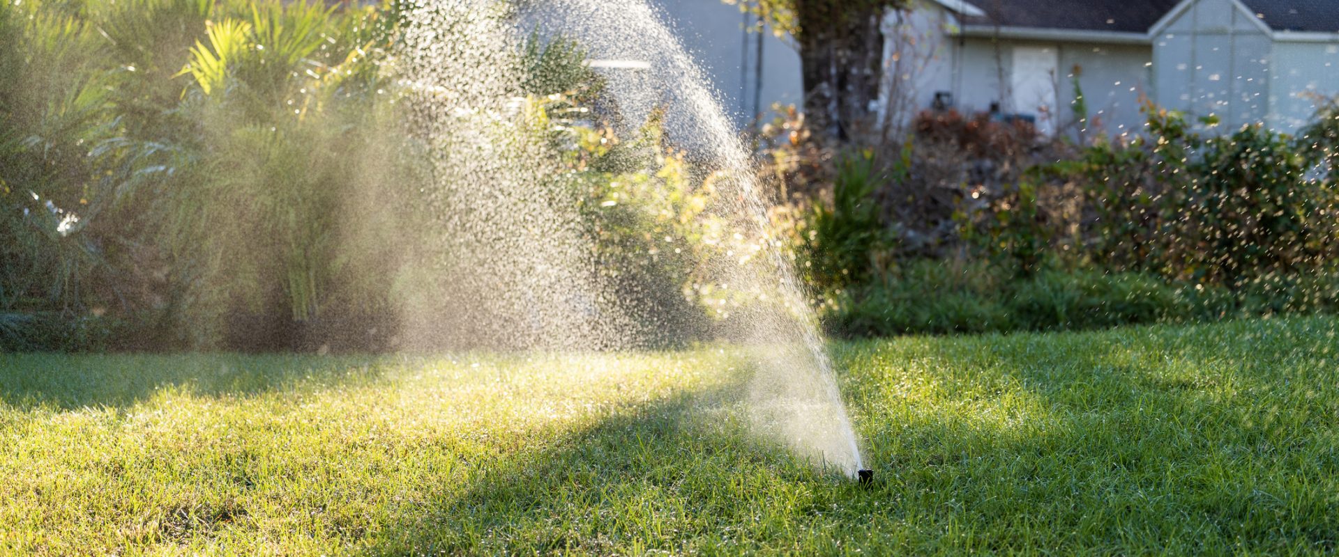 Lawn grass watering with automated sprinkler. Keeping green backyard during dry season.