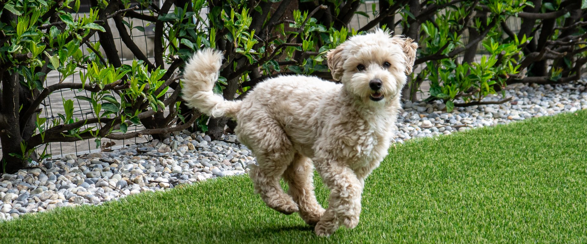 Joyful young maltipoo dog running on the lawn.