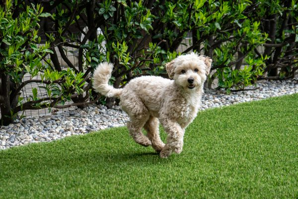 Joyful young maltipoo dog running on the lawn.