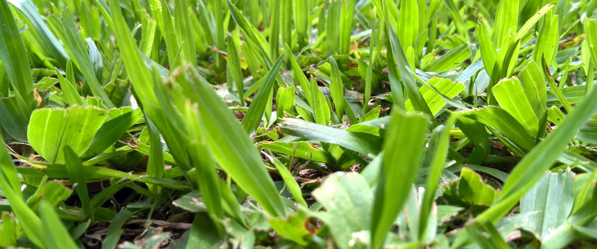 New green grass.