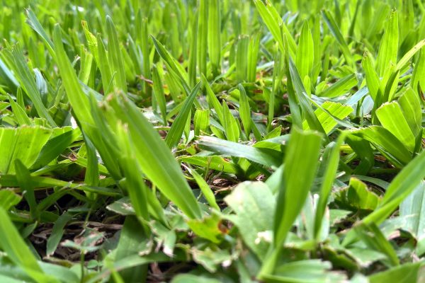 New green grass.